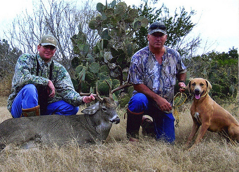 Deer found by a Lacy Dog